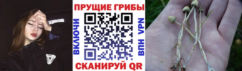 где купить   Харабали  hydra   Галлюциногенные грибы MAGIC MUSHROOMS 